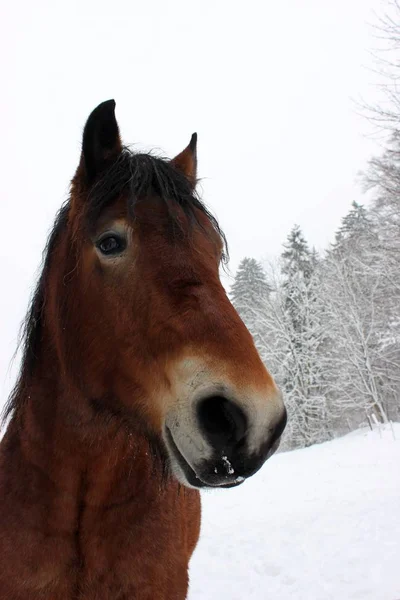 Tažný Kůň Valach Sněhu — Stock fotografie