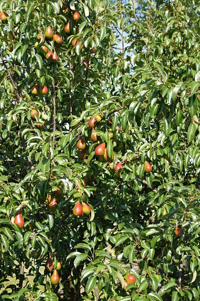 Peral Otoño — Foto de Stock