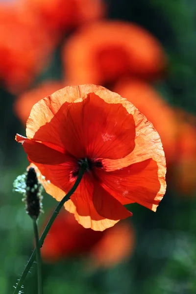 Close View Beautiful Wild Poppy Flowers — Stock Photo, Image