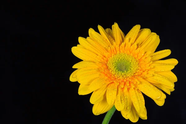 Żółty Gerbera Daisy Czarnym Tle — Zdjęcie stockowe