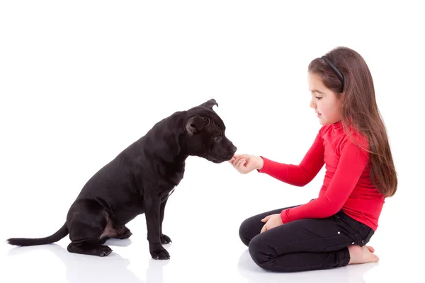 Klein Blank Meisje Spelen Met Haar Huisdier Geïsoleerd Witte Achtergrond — Stockfoto