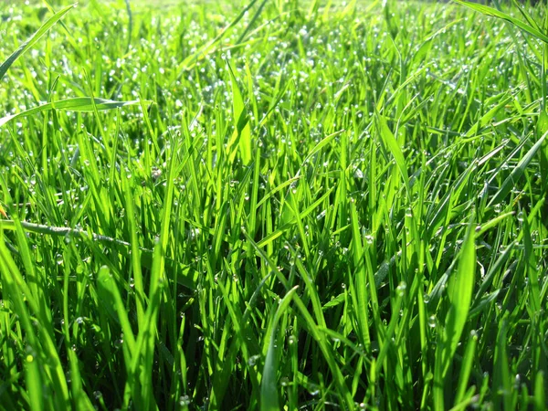 高大的绿色草丛的形象 — 图库照片