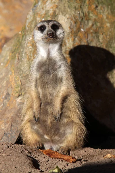 Faune Suricate Suricata Suricatta — Photo