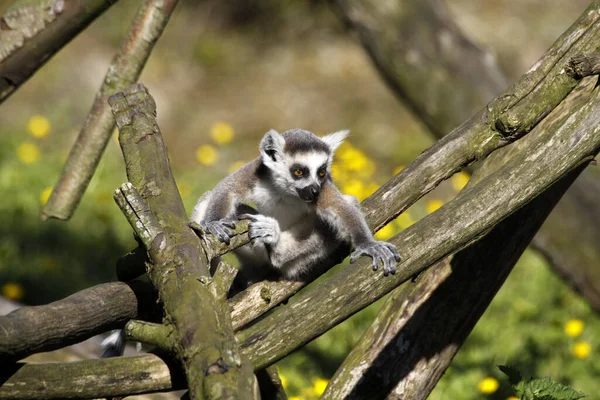 Animales Jóvenes Enfoque Selectivo — Foto de Stock