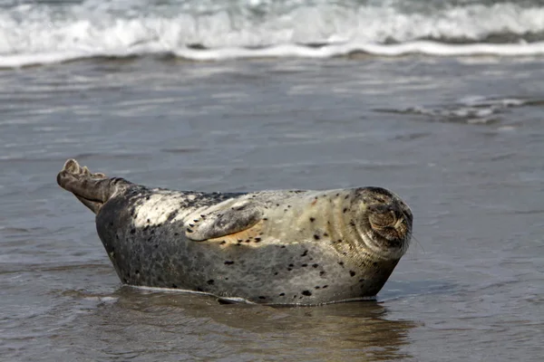 Zeehond Zeezoogdier — Stockfoto