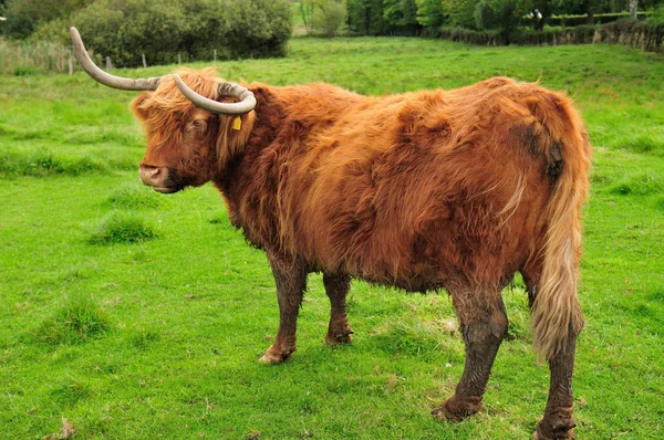 Highland Highland Cattle Kyloe Uma Raça Bovinos Domésticos Tratava Gado — Fotografia de Stock