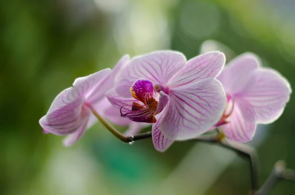 Orchidee Bloem Plant Flora — Stockfoto