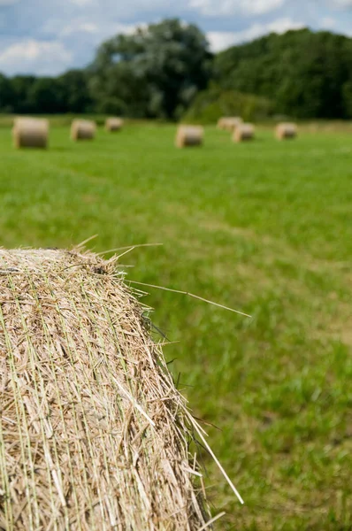 Fardos Palha Forma Rolo Campo Colhido Brandenburg Germany — Fotografia de Stock