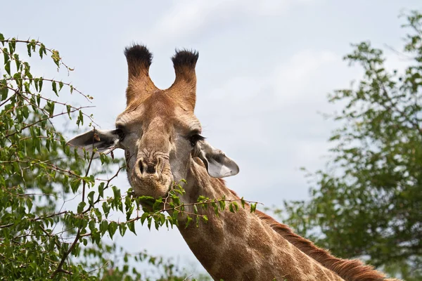 tall giraffe African animal