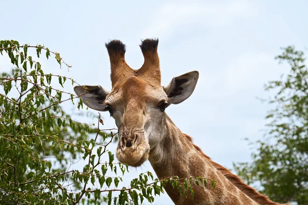 tall giraffe African animal
