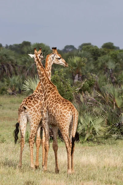 Mundo Animal Jirafas Silvestres Flora Fauna — Foto de Stock