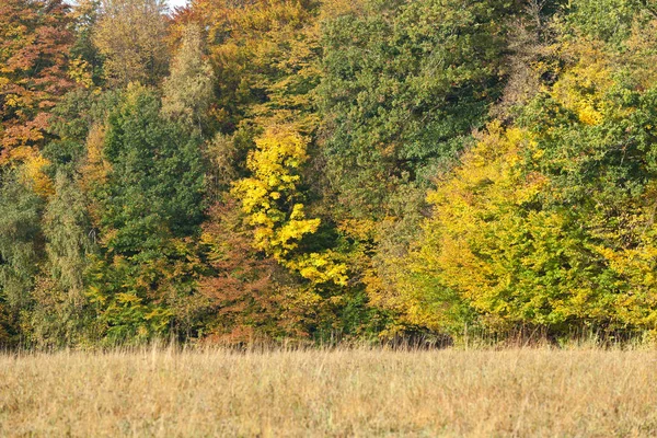 Natürliche Flora Laub Und Botanik — Stockfoto