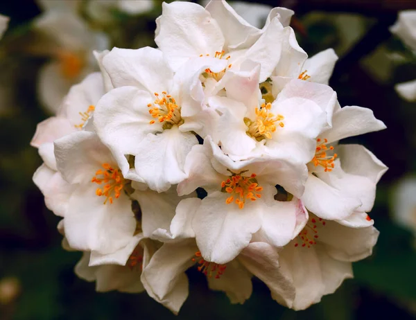 Close Apple Flowers Warm Evening Sun Spring Beckingen Saarland Germany — Stock Photo, Image