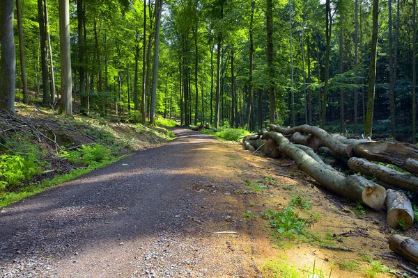 Egy Földút Vegyes Erdőben Bükk Tölgy Éger Nyáron Beckingen Saar — Stock Fotó
