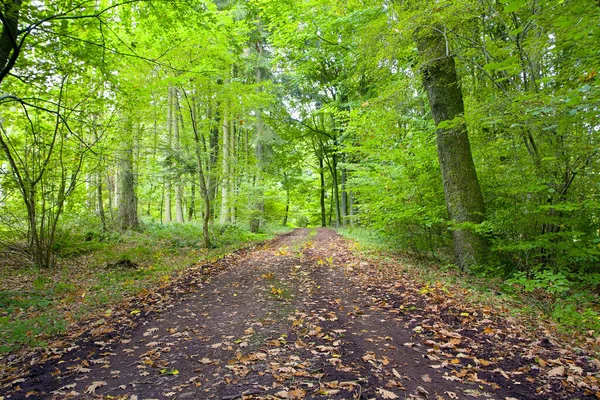 Uma Estrada Terra Floresta Mista Faia Carvalho Cinzas Uma Noite — Fotografia de Stock