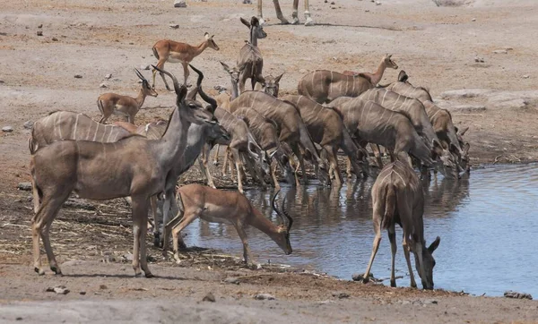 Kudu Antilopen Dieren Het Wild Natuur Fauna — Stockfoto