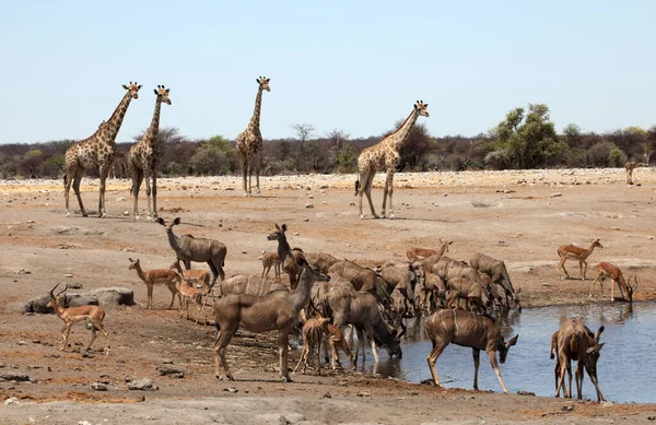 Animales Pozo Agua — Foto de Stock