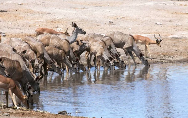 Kudu Antelope Animais Selvagens Fauna Natureza — Fotografia de Stock