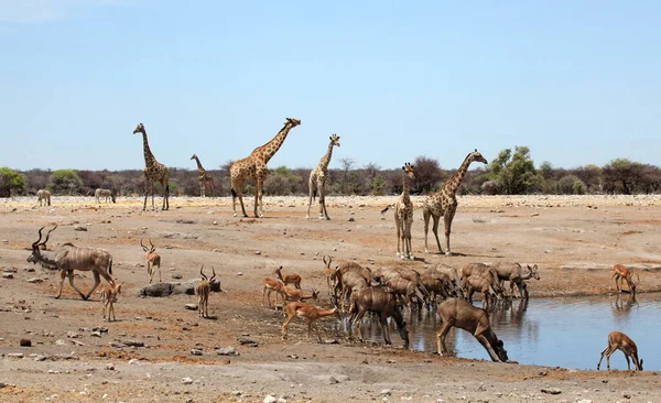 Animales Pozo Agua — Foto de Stock