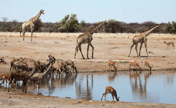 Hayvanat Bahçesi Savannah Bitkisinin Manzarası — Stok fotoğraf