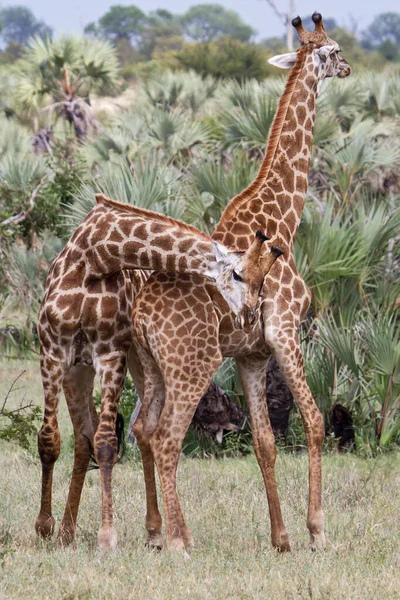 Dierenwereld Giraffen Het Wild Flora Fauna — Stockfoto