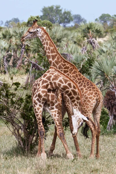 Animal World Giraffes Wildlife Flora Fauna — Stock Photo, Image