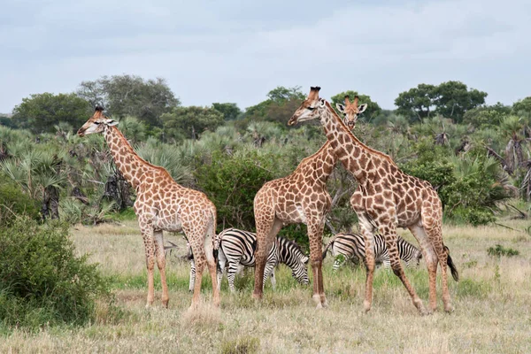 Mundo Animal Jirafas Silvestres Flora Fauna — Foto de Stock