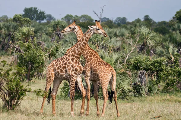 Tall Brown Giraffe Animal Flora Fauna Nature — Stock Photo, Image