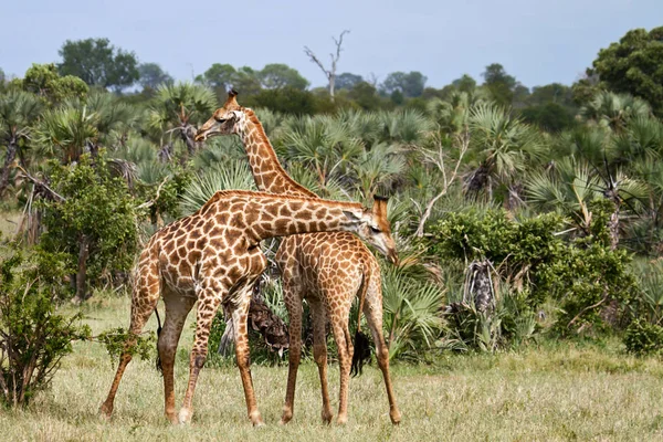 Mundo Animal Jirafas Silvestres Flora Fauna — Foto de Stock