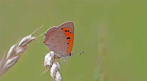 Gros Plan Bug Nature Sauvage — Photo