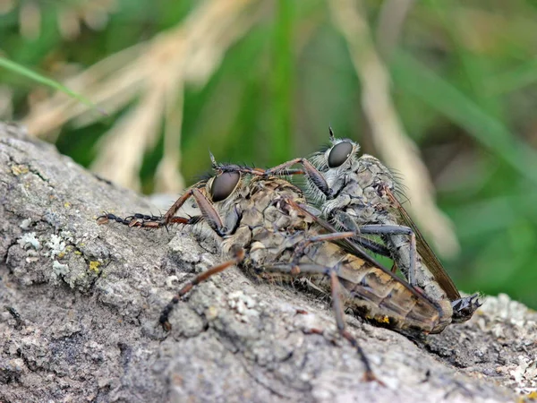 Emparelhamento Arrebatamento Comum Tolmerus Atricapillus — Fotografia de Stock