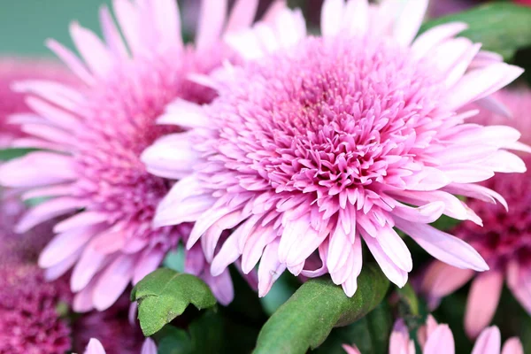 Hermosas Flores Gerbera Fondo Cerca — Foto de Stock