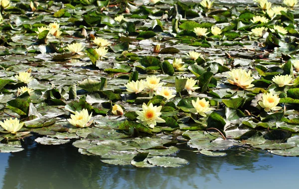 Lírio Água Amarela Lago Nymphaea Alba — Fotografia de Stock