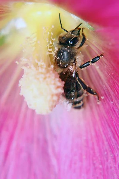 Μια Μέλισσα Που Εργάζεται Σκληρά — Φωτογραφία Αρχείου