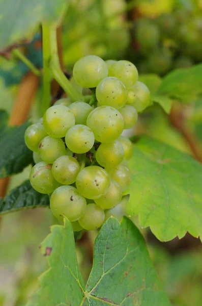 Druiven Wijnstokken Trossen Druiven — Stockfoto