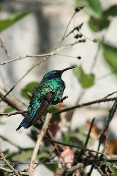 Green Violet Colored Sparkling Violetear Hummingbird Perched Branch Tree Cotacachi — Stock Photo, Image