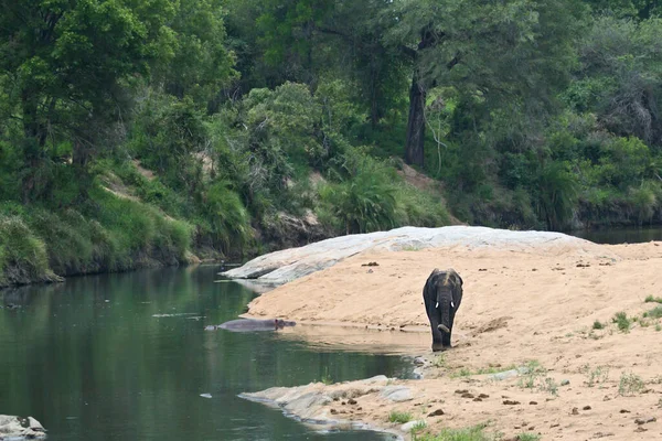 Přidán Kruger Jižní Afrika — Stock fotografie