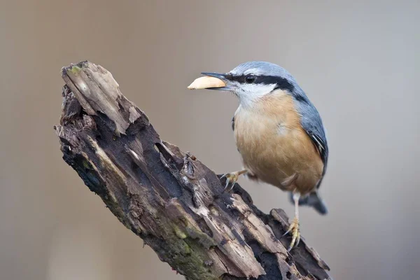 Vista Panorámica Hermoso Pájaro Nuthatch —  Fotos de Stock