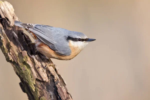 Festői Kilátás Gyönyörű Nuthatch Madár — Stock Fotó