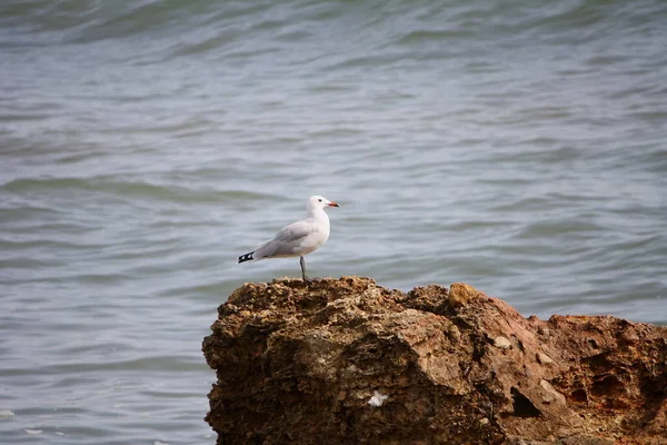 Das Bild Entstand Während Eines Mittelmeerurlaubs 2011 — Stockfoto