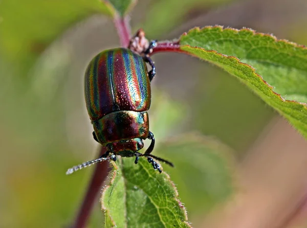Rainbow Beetle Chrysolina Cerealis — Stock Photo, Image