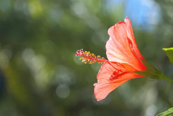 ハイビスカスの花の花びら 植物や自然 — ストック写真