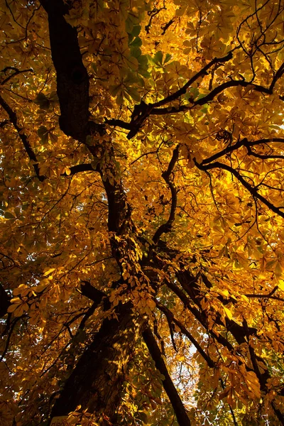 Piękne Kolory Jesieni Krajobrazu Lesie — Zdjęcie stockowe