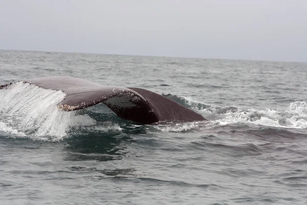 Μια Φάλαινα Χάμπακ Βγαίνει Από Την Ακτή Της Τονσούπα Εκουαδόρ — Φωτογραφία Αρχείου