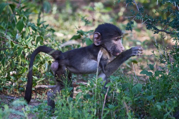 动物主题 自然界中的猴子 — 图库照片