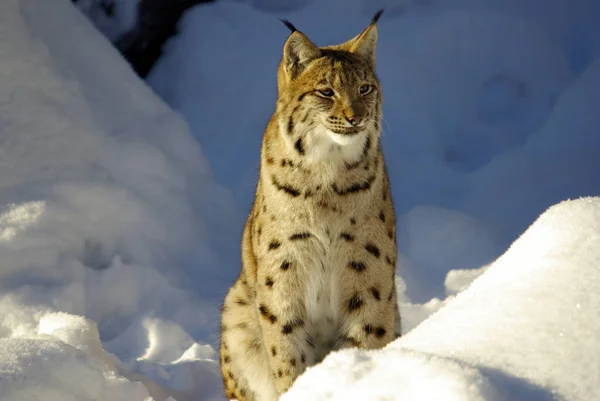lynx-the undomesticated cat of the forest