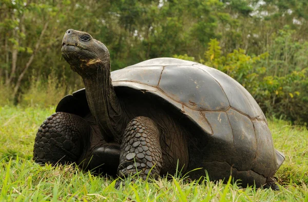 Santa Cruz Galapagos 기록됨 — 스톡 사진