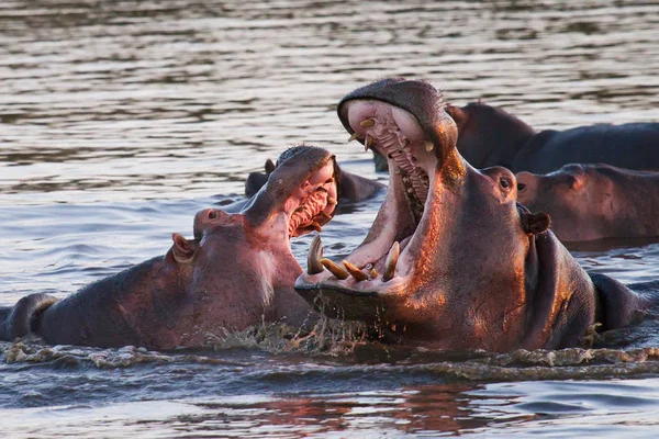 Hipopótamo Hippopotamus Fauna Natureza — Fotografia de Stock