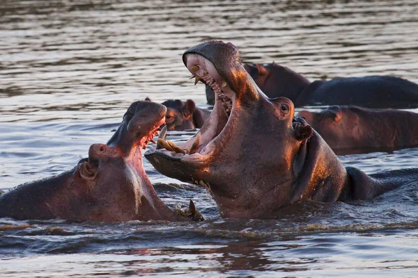 Hipopótamo Animal Hipopótamo Fauna Natural — Foto de Stock