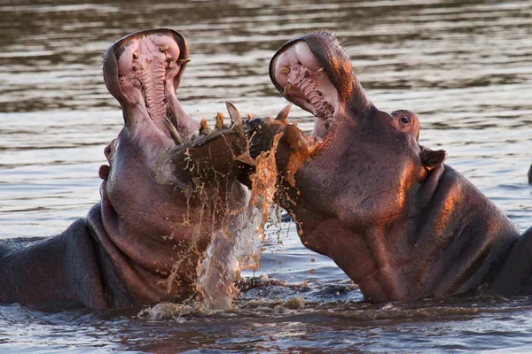 Víziló Hippopotamus Természetes Állatvilág — Stock Fotó